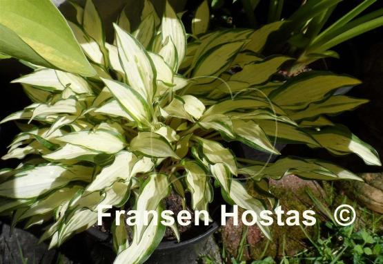 Hosta Masquerade